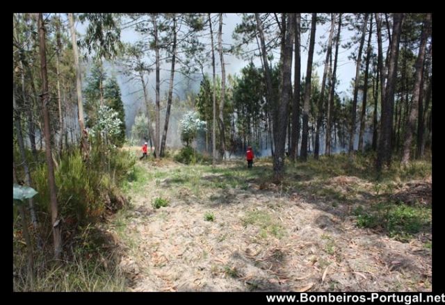 Incendio florestal - 1