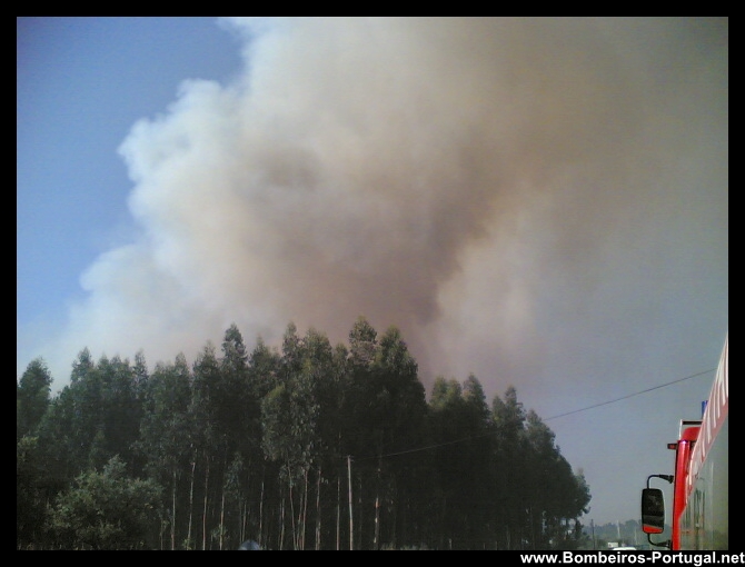 incêndio florestal - 8