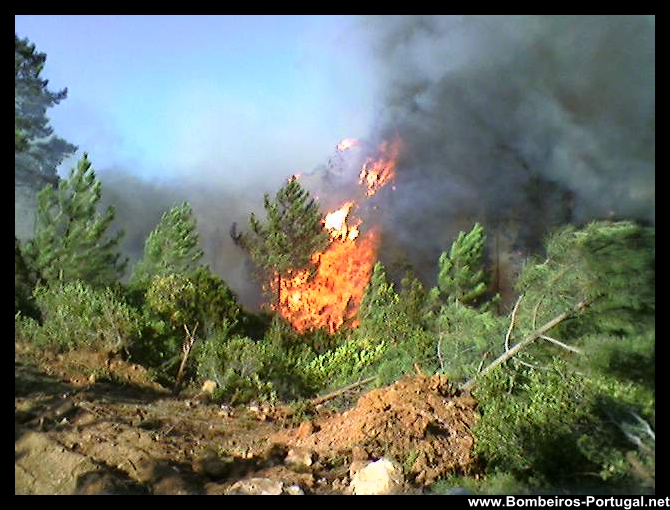 incêndio florestal - 14