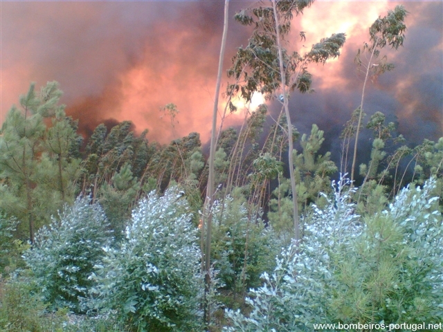incendio valadares s pedro do sul agosto de 2006